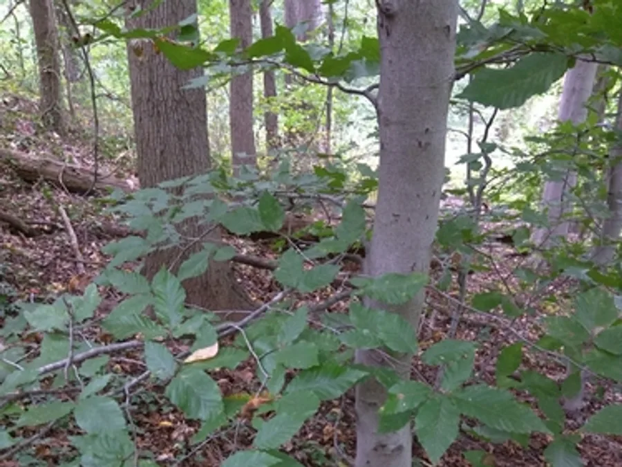 American Beech, photographed at or near Green Ridge State Forest
