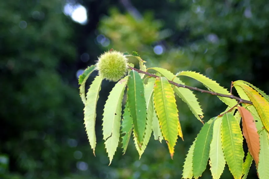 American Chestnut, photographed at or near Green Ridge State Forest