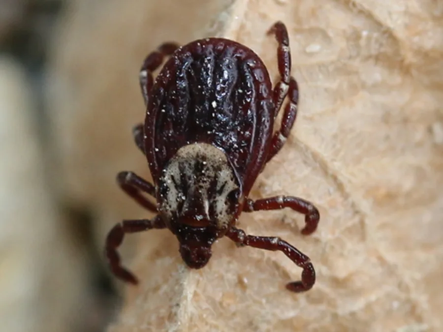 American Dog Tick, photographed at or near Green Ridge State Forest