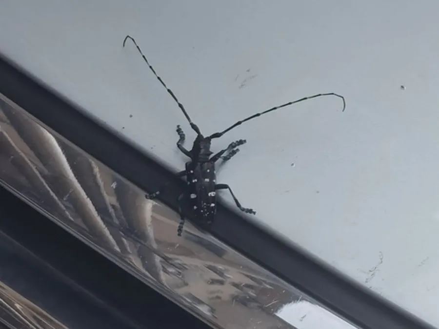 Asian Longhorned Beetle, photographed at or near Green Ridge State Forest