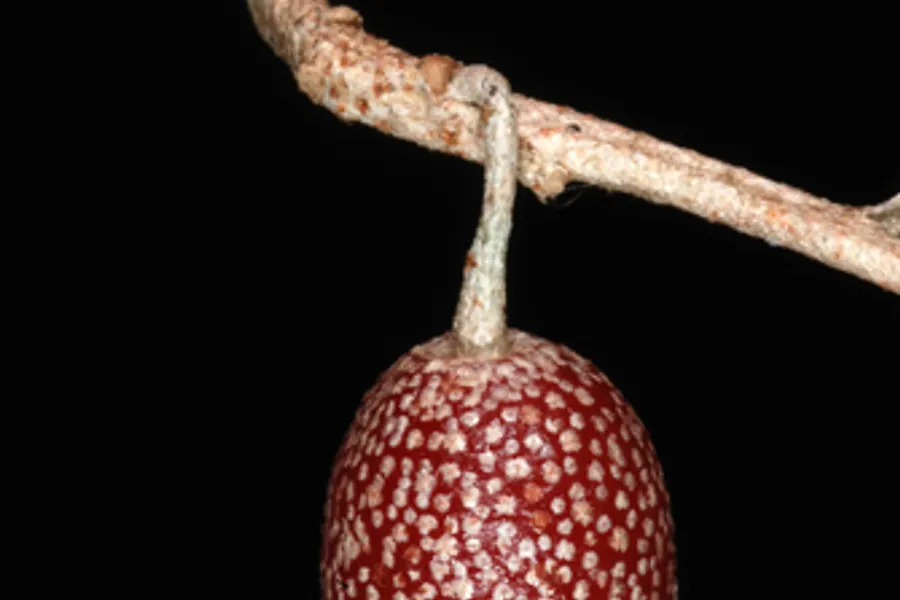 Autumn Olive, photographed at or near Green Ridge State Forest