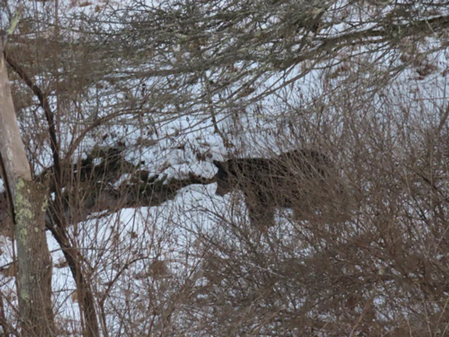 Black Bear, photographed at or near Green Ridge State Forest