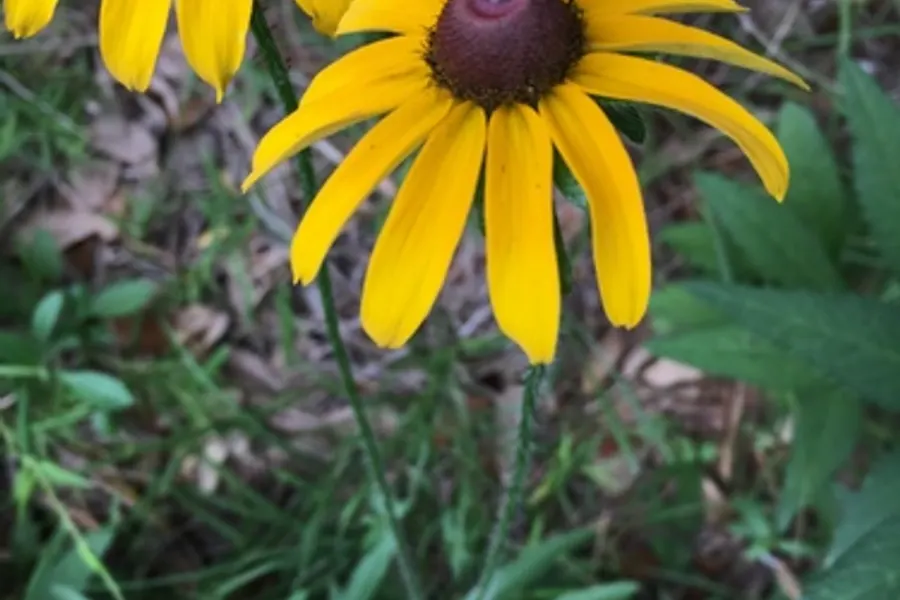 Black-eyed Susan, photographed at or near Green Ridge State Forest