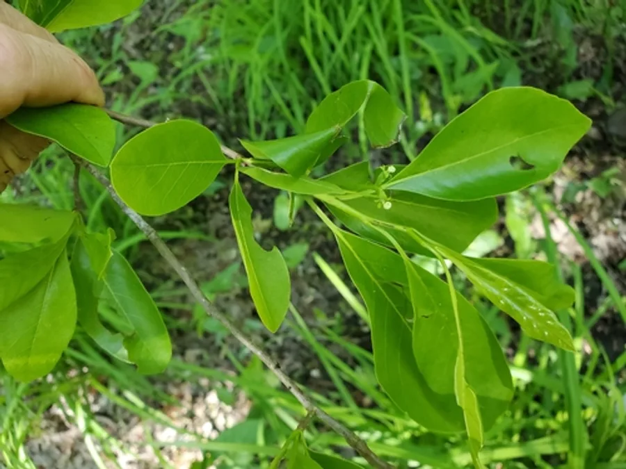 Black Gum, photographed at or near Green Ridge State Forest