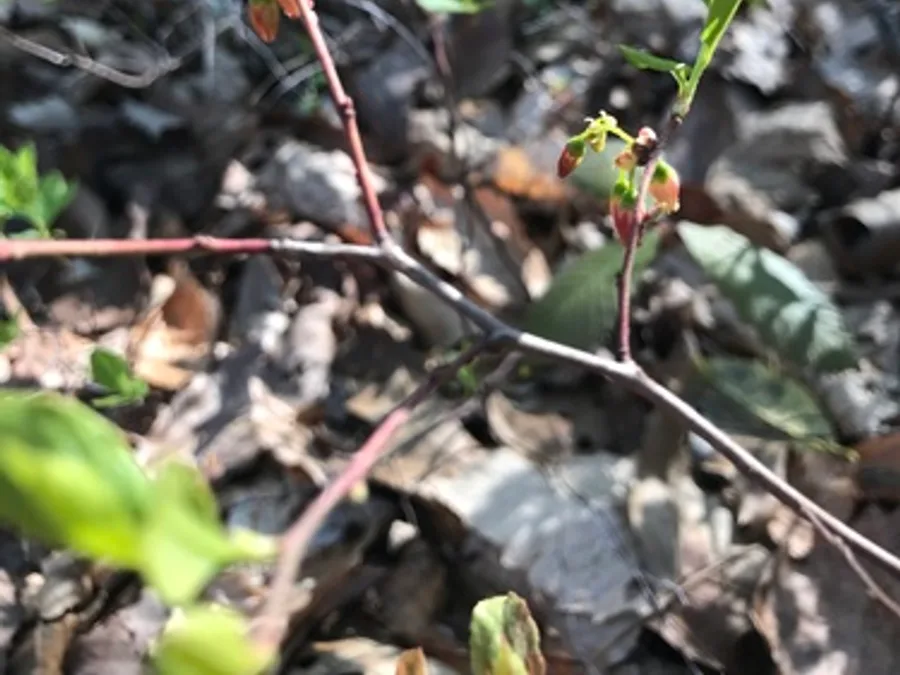 Black Huckleberry, photographed at or near Green Ridge State Forest