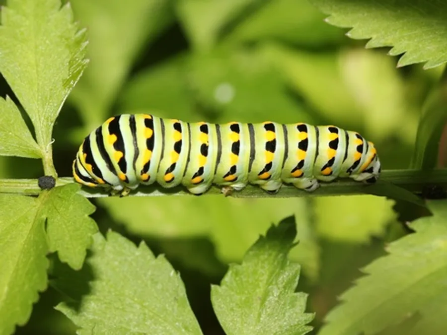 Black Swallowtail, photographed at or near Green Ridge State Forest