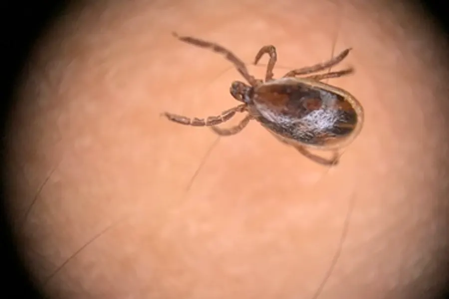 Blacklegged Tick, photographed at or near Green Ridge State Forest