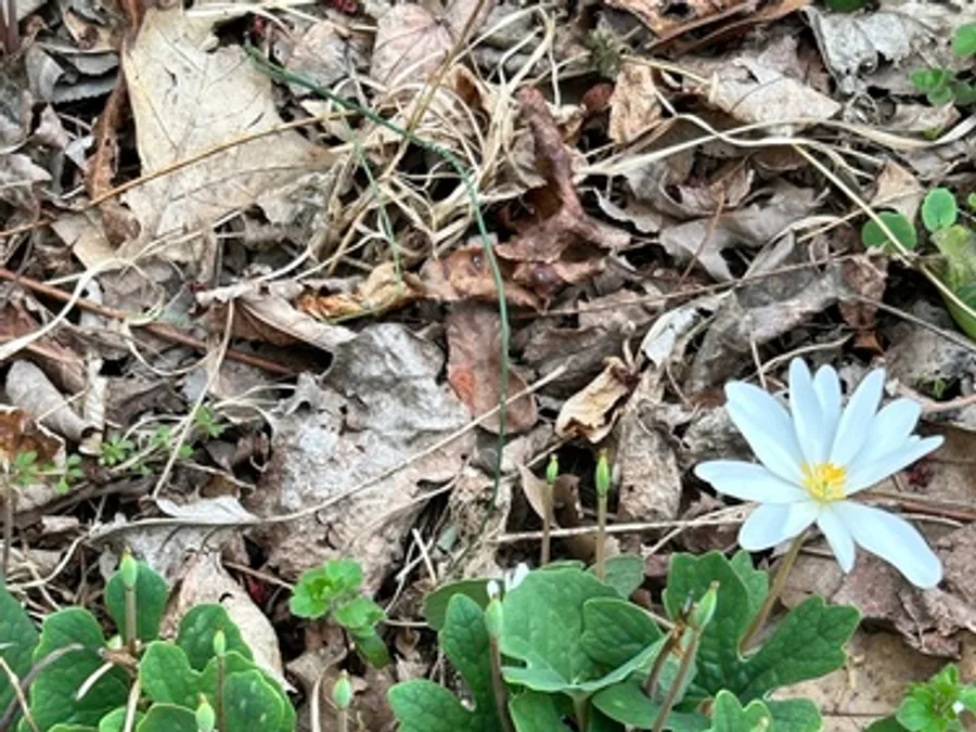 Bloodroot, photographed at or near Green Ridge State Forest