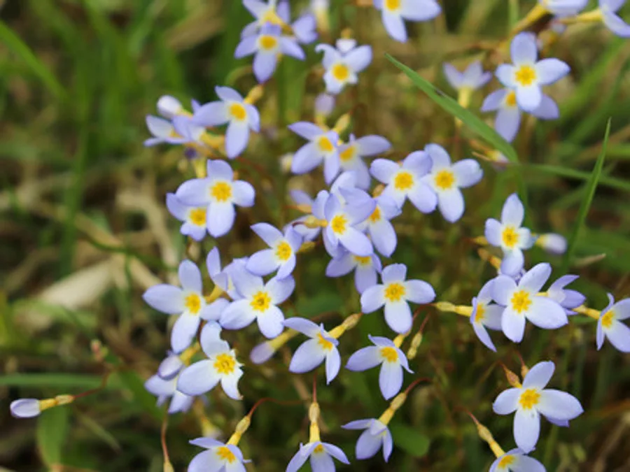 Bluets, photographed at or near Green Ridge State Forest