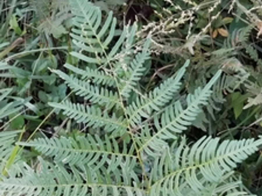 Bracken Fern, photographed at or near Green Ridge State Forest