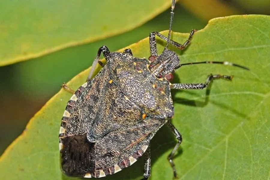 Brown Marmorated Stink Bug, photographed at or near Green Ridge State Forest