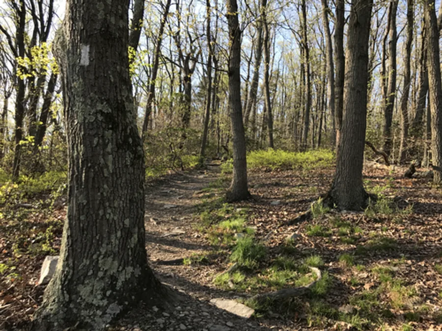 Chestnut Oak, photographed at or near Green Ridge State Forest