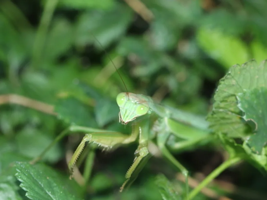 Chinese Mantis, photographed at or near Green Ridge State Forest