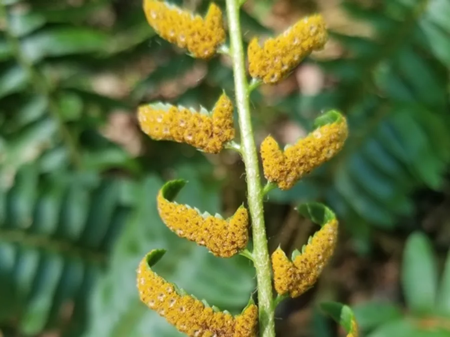 Christmas Fern, photographed at or near Green Ridge State Forest