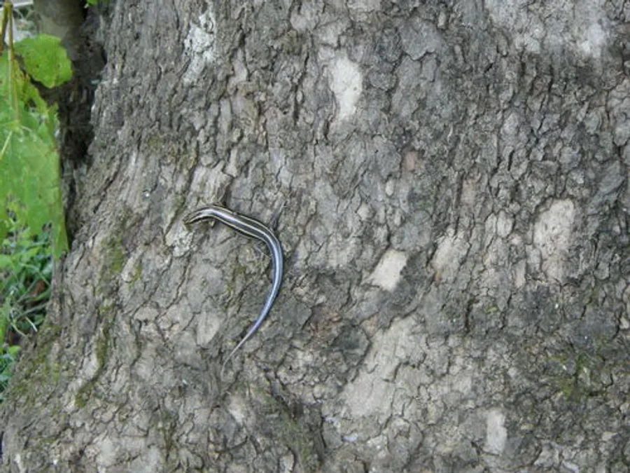 Common Five-lined Skink, photographed at or near Green Ridge State Forest