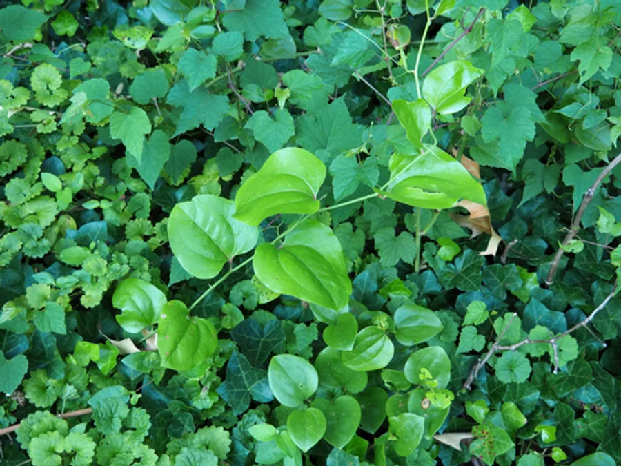 Common Greenbrier, photographed at or near Green Ridge State Forest