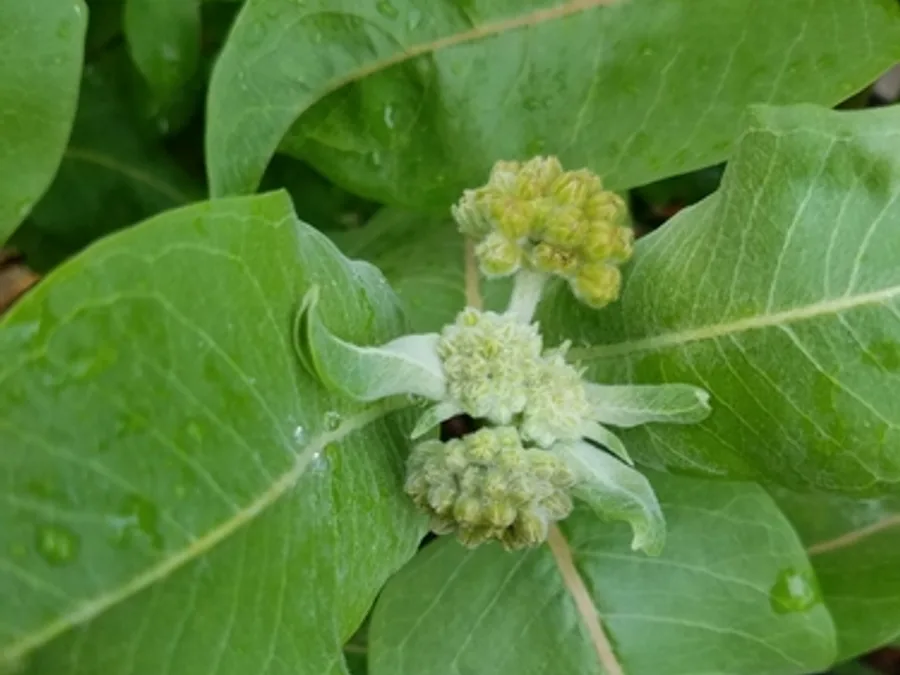 Common Milkweed, photographed at or near Green Ridge State Forest