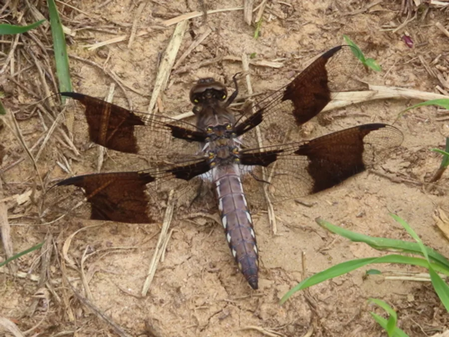 Common Whitetail Dragonfly, photographed at or near Green Ridge State Forest