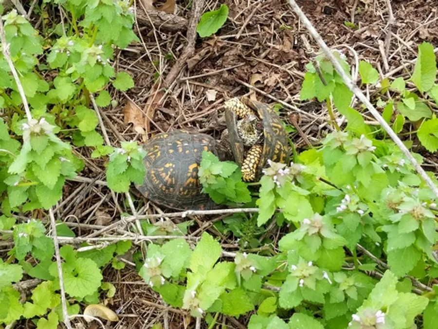 Eastern Box Turtle, photographed at or near Green Ridge State Forest