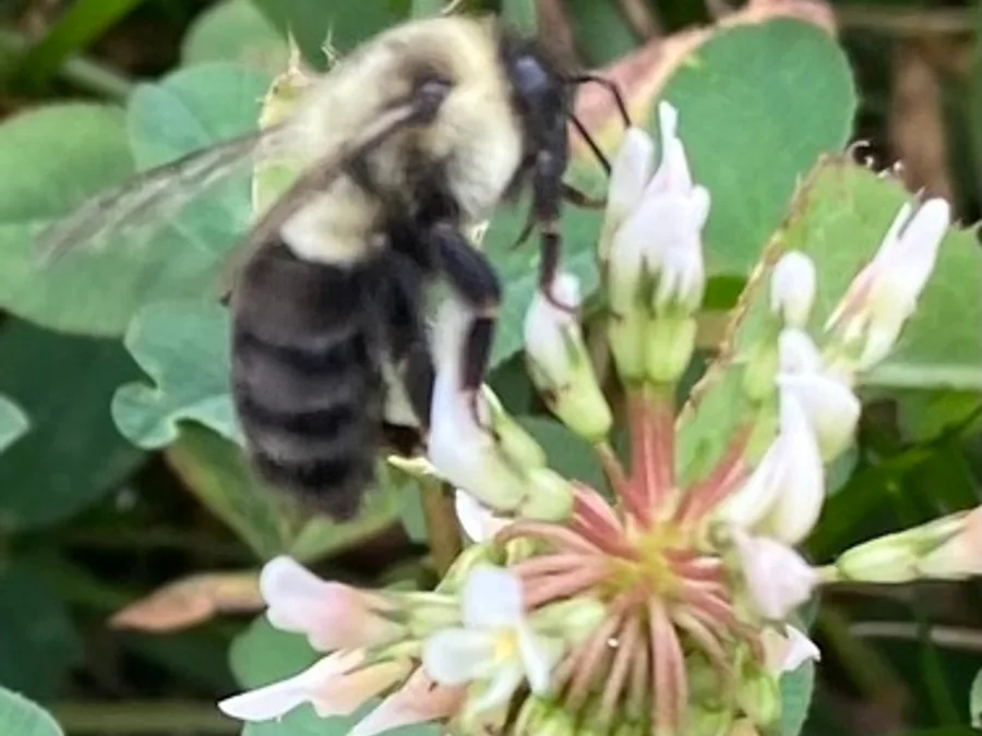 Eastern Bumblebee, photographed at or near Green Ridge State Forest