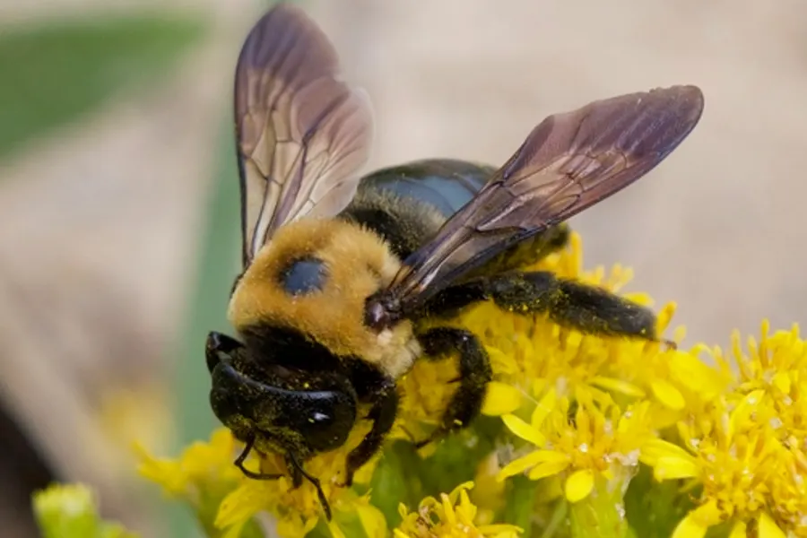 Eastern Carpenter Bee, photographed at or near Green Ridge State Forest