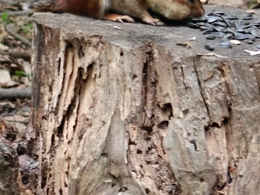 Eastern Chipmunk, photographed at or near Green Ridge State Forest