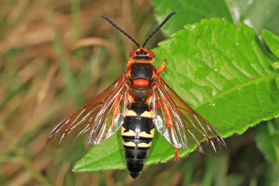 Eastern Cicada Killer, photographed at or near Green Ridge State Forest