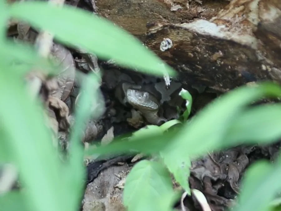 Eastern Copperhead, photographed at or near Green Ridge State Forest