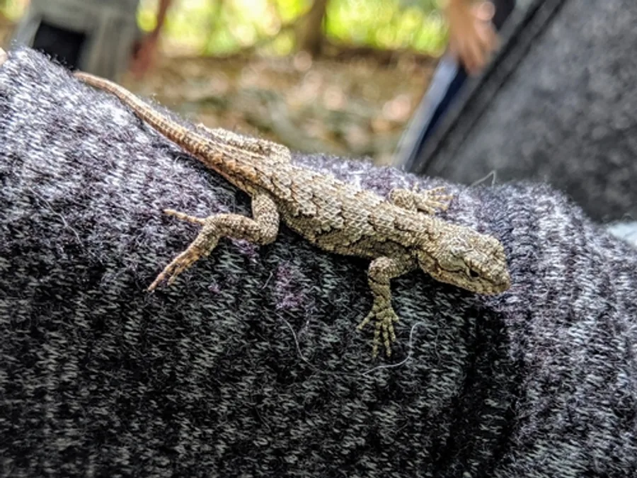 Eastern Fence Lizard, photographed at or near Green Ridge State Forest