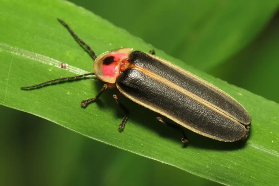 Eastern Firefly / Lightning Bug, photographed at or near Green Ridge State Forest