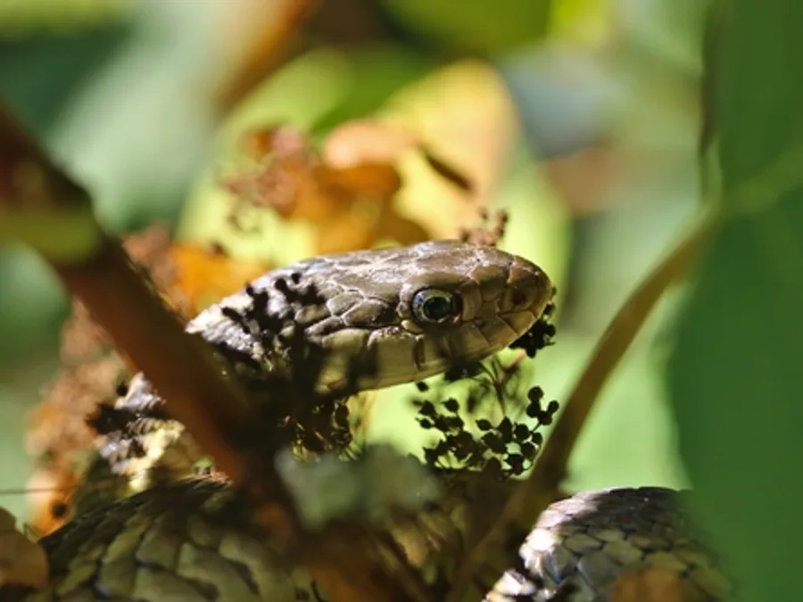 Eastern Gartersnake, photographed at or near Green Ridge State Forest