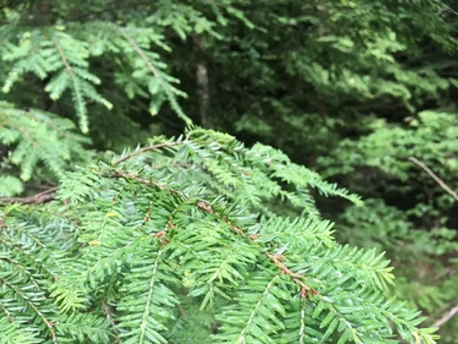 Eastern Hemlock, photographed at or near Green Ridge State Forest