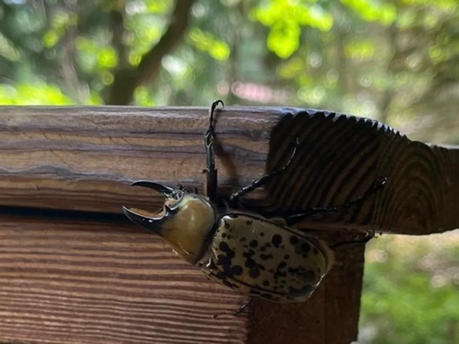 Eastern Hercules Beetle, photographed at or near Green Ridge State Forest