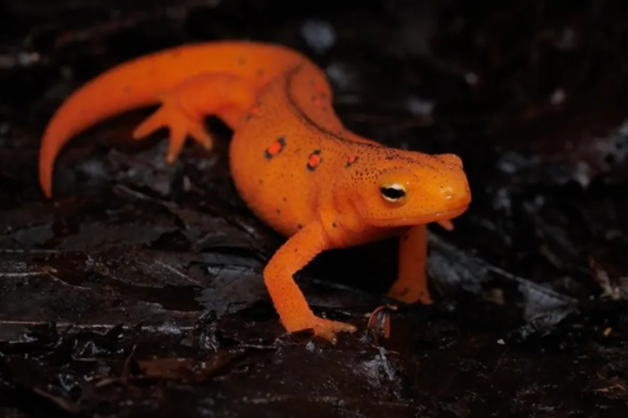 Eastern Newt, photographed at or near Green Ridge State Forest