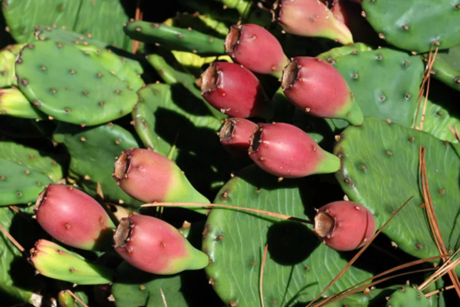 Eastern Prickly Pear, photographed at or near Green Ridge State Forest