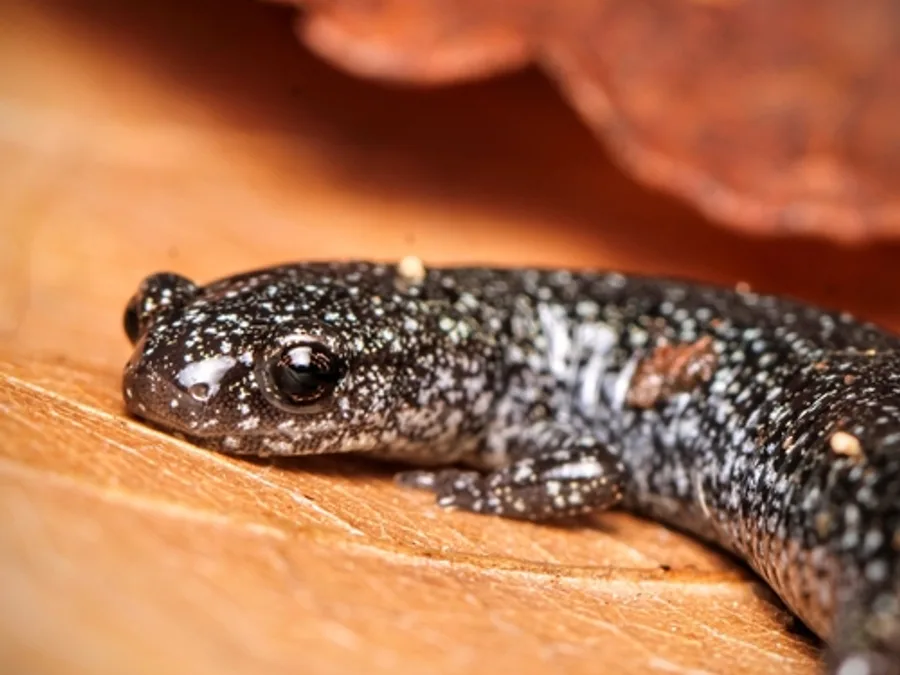 Eastern Red-backed Salamander, photographed at or near Green Ridge State Forest
