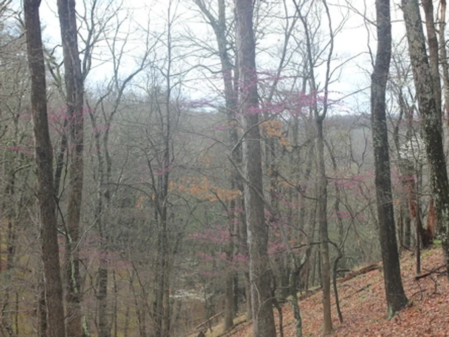 Eastern Redbud, photographed at or near Green Ridge State Forest
