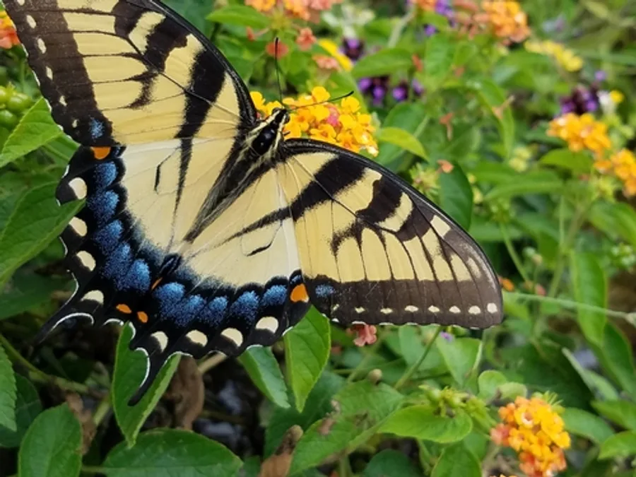 Eastern Tiger Swallowtail, photographed at or near Green Ridge State Forest