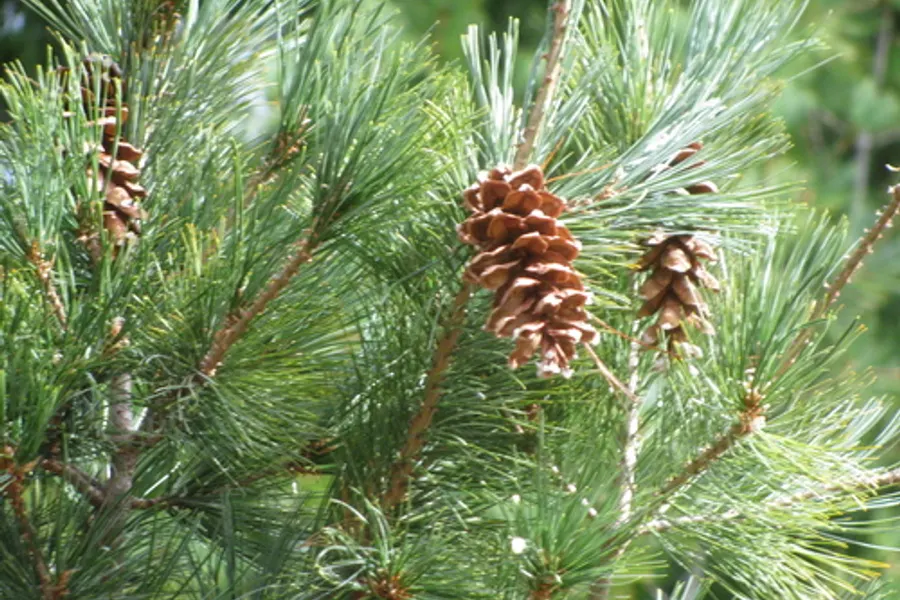 Eastern White Pine, photographed at or near Green Ridge State Forest