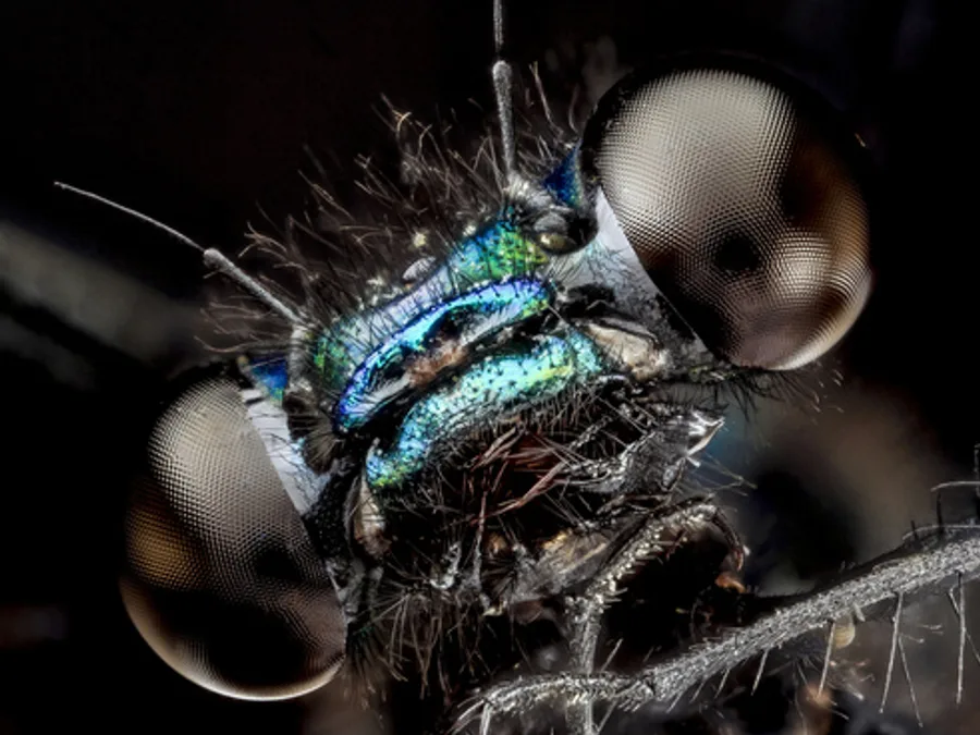 Ebony Jewelwing, photographed at or near Green Ridge State Forest