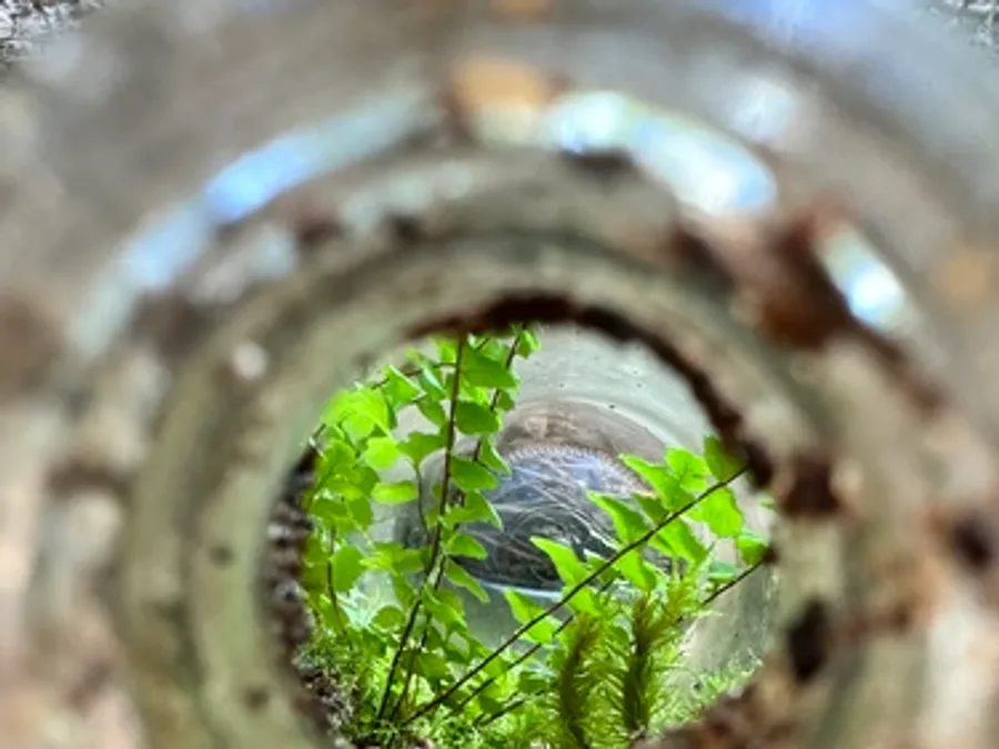 Ebony Spleenwort, photographed at or near Green Ridge State Forest