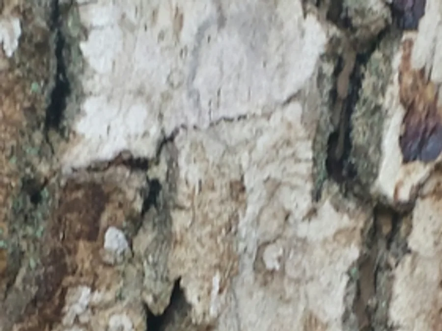 Emerald Ash Borer, photographed at or near Green Ridge State Forest