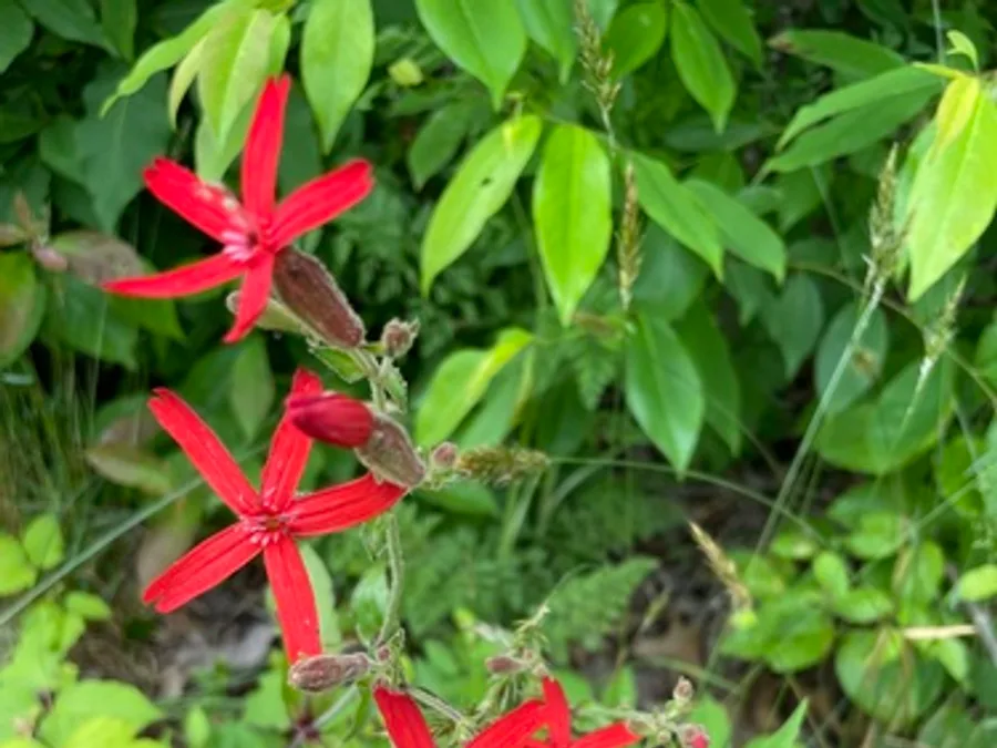 Fire Pink, photographed at or near Green Ridge State Forest