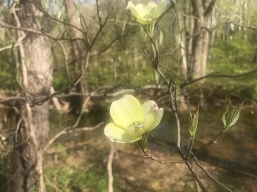 Flowering Dogwood, photographed at or near Green Ridge State Forest