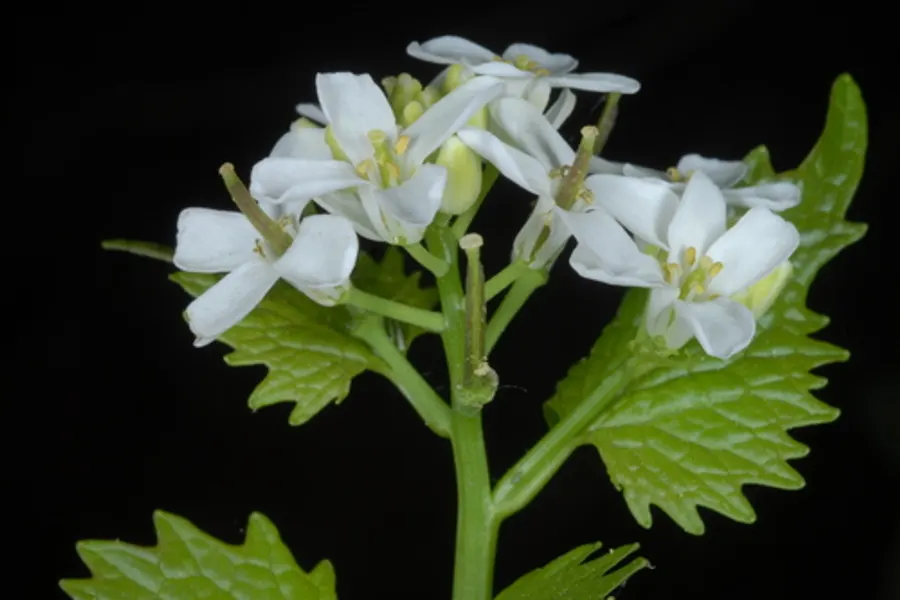Garlic Mustard, photographed at or near Green Ridge State Forest