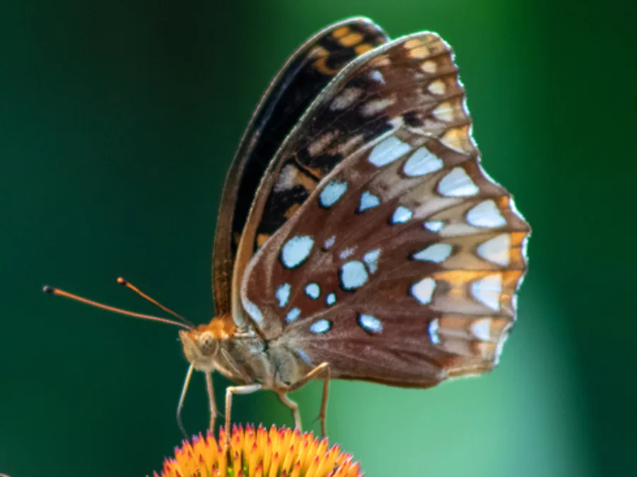 Great Spangled Fritillary, photographed at or near Green Ridge State Forest