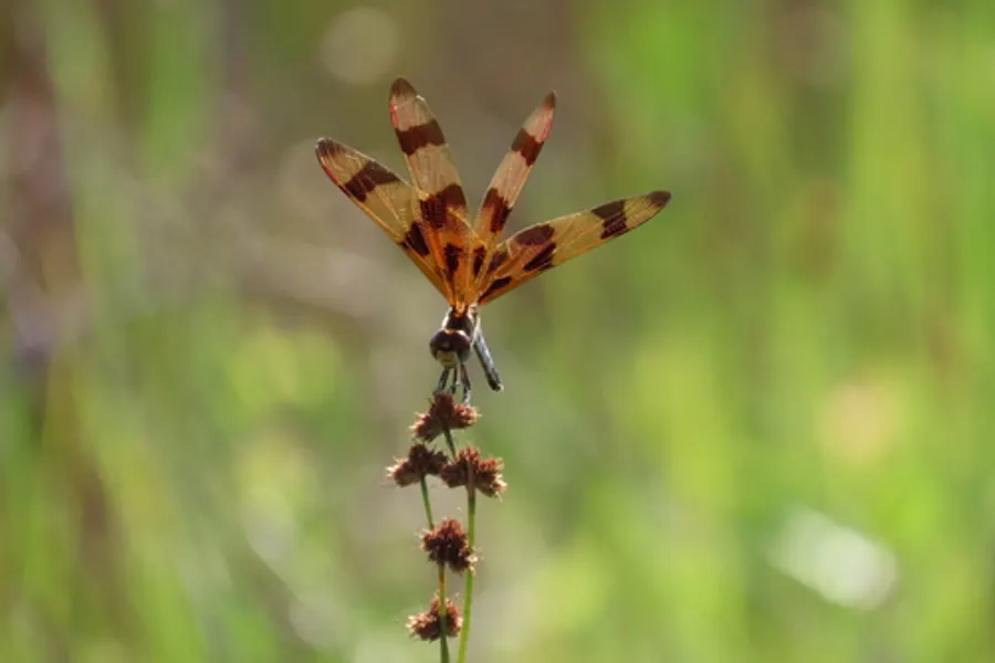Halloween Pennant Dragonfly, photographed at or near Green Ridge State Forest