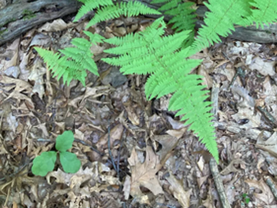Hay-scented Fern, photographed at or near Green Ridge State Forest