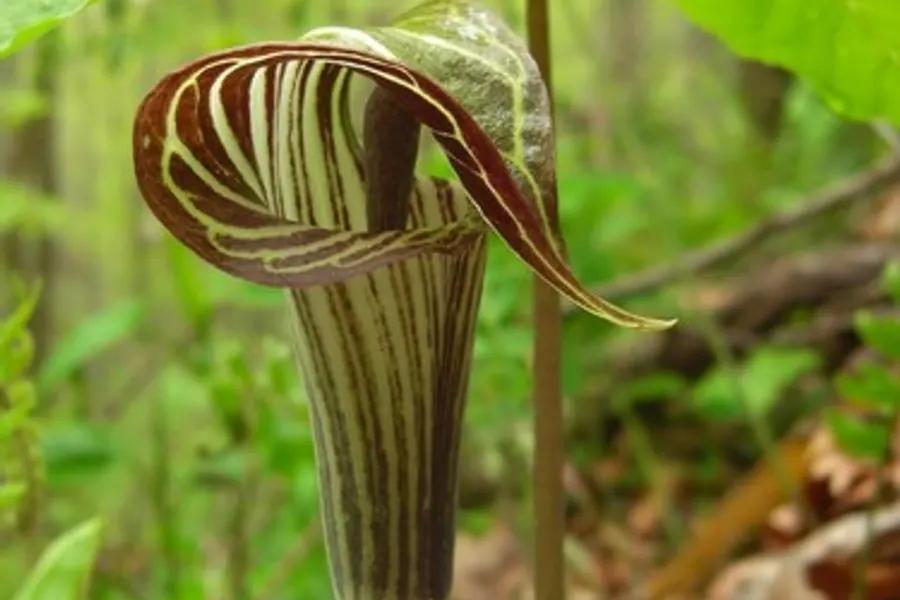 Jack-in-the-Pulpit, photographed at or near Green Ridge State Forest