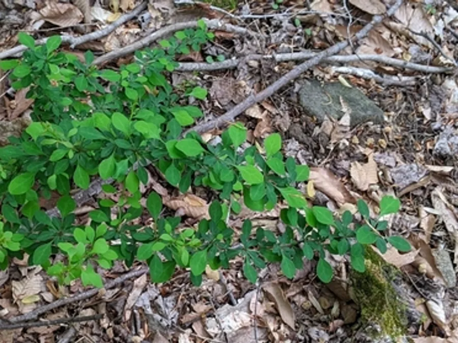 Japanese Barberry, photographed at or near Green Ridge State Forest